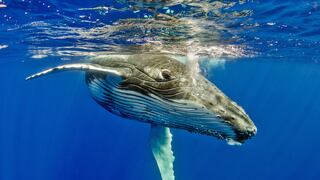 Ballenas en el Perú: caza y captura incidental son sus principales amenazas