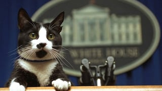 Día del Gato: ¿Cómo la mascota de un presidente de EE.UU. dio origen a esta fecha?