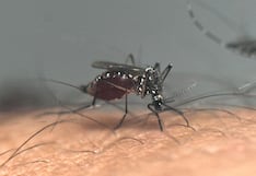 Perú alcanza récord histórico de casos de dengue en un año: ¿por qué se llegó a esta situación?