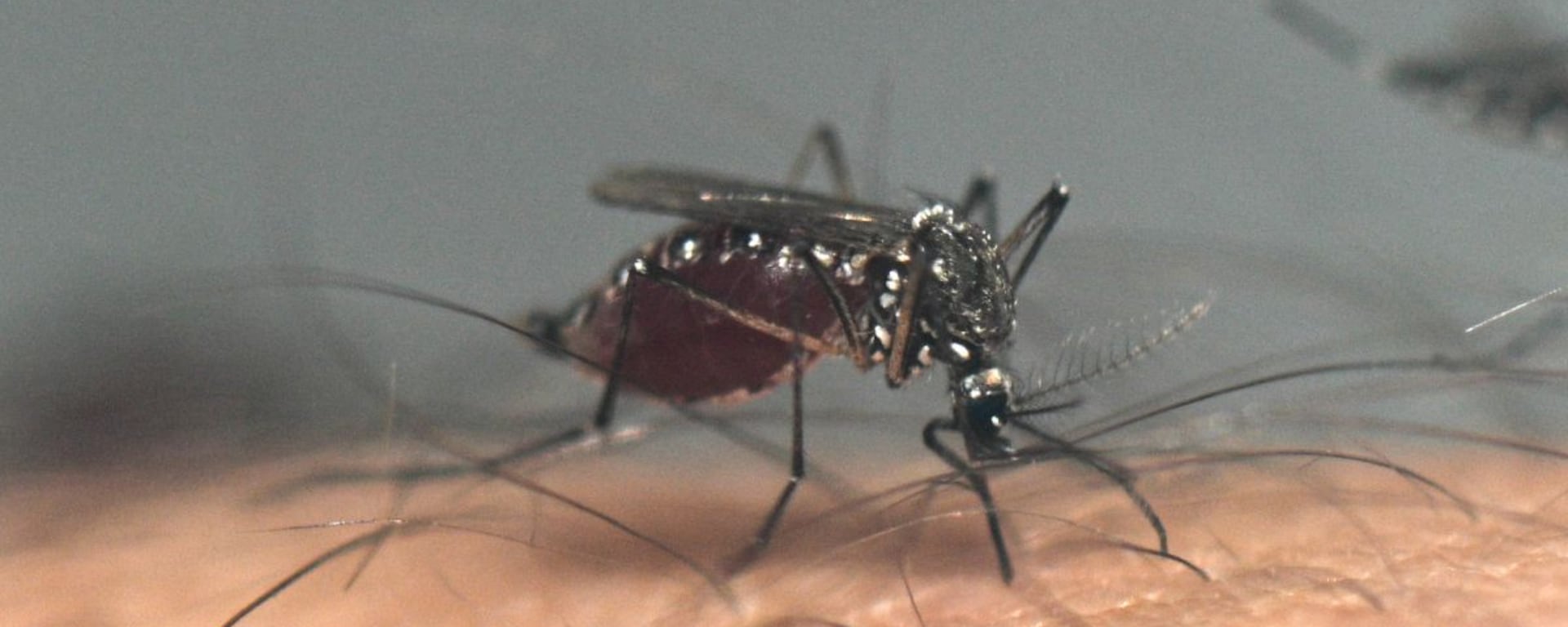 Perú alcanza récord histórico de casos de dengue en un año: ¿por qué se llegó a esta situación?