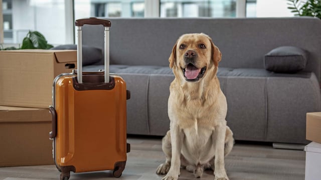 Más del 90% de compradores consulta por áreas pet friendly al evaluar un departamento