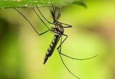 Encuentran por primera vez mosquitos en Islandia, el último país libre de estos insectos