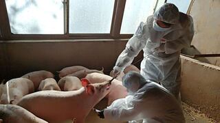 Reino Unido: confirman el primer caso de gripe porcina en un ser humano