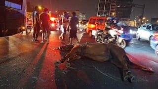 Caballo de la PNP muere durante la Noche Blanquiazul: ¿qué otras alternativas se deberían implementar para controlar las manifestaciones?