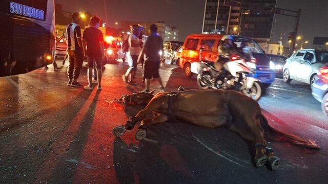 Caballo de la PNP muere durante la Noche Blanquiazul: ¿qué otras alternativas se deberían implementar para controlar las manifestaciones?