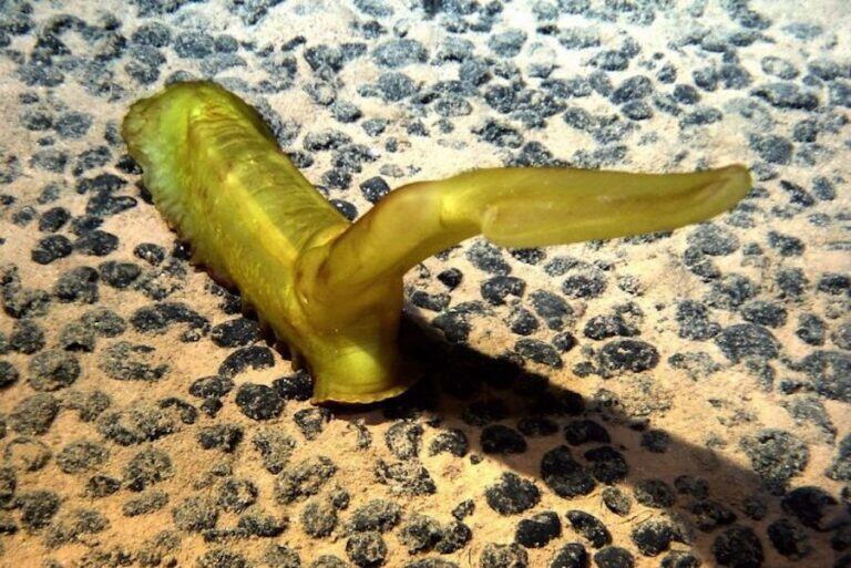 Zona submarina abisal cubierta de nódulos polimetálicos que contienen minerales. Foto: Philweb CC / Oceana Chile.