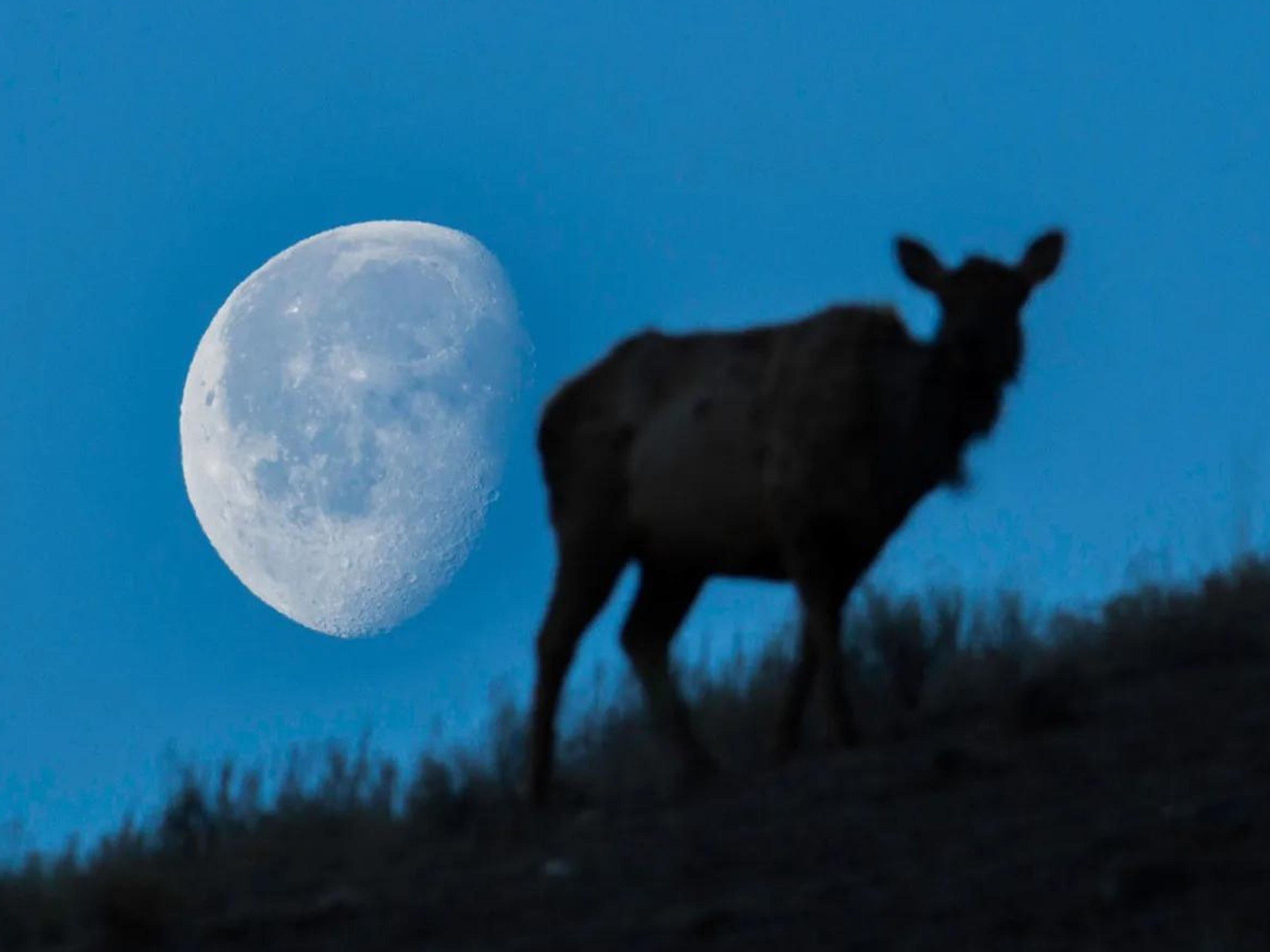 Luna llena en el Parque Nacional de Yellowstone. (Foto: National Park Service/Neal Herbert)