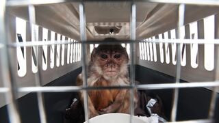 El rescate de 40 animales por Animal Defenders International