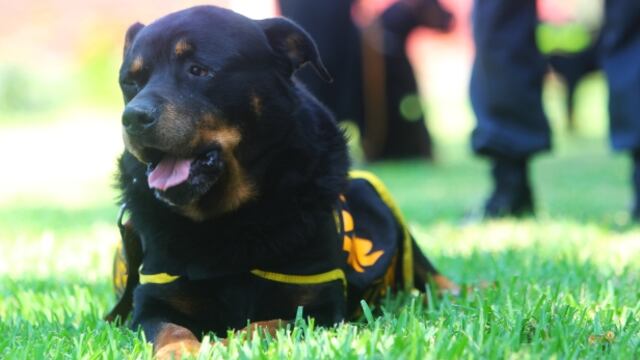 Murió Lay Fun: ícono de policía canina falleció a los 13 años