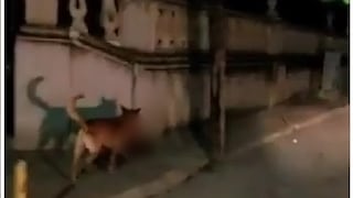 Graban a perro paseando con una cabeza humana en su hocico en México; la recuperan 11 horas después 