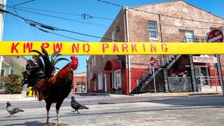 Cayos de Florida: gallos, gallinas y palomas invaden las calles por cuarentena [FOTOS] 