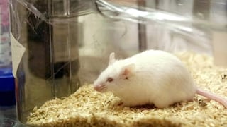 La sangre joven beneficiaría a la edad en cerebro de ratones