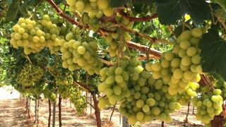 Exportaciones de paltas y uvas superaron los US$ 1.000 mlls. en lo que va del año