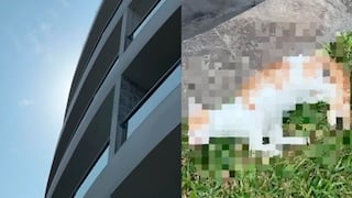 Surco: vecinos denuncian que seis gatos fueron lanzados vivos desde un edificio