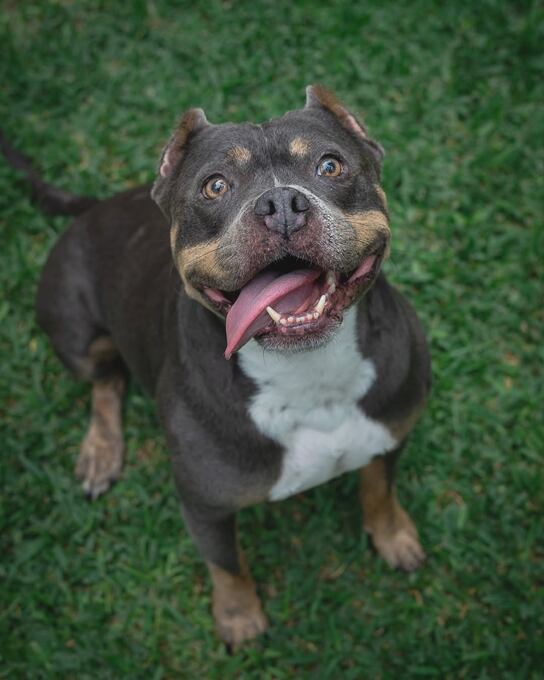 Menta es una perrita de raza Pitbull, fue adoptada por Andrés Wiese en 2020 | Foto: Instagram (@andreswiese_r)