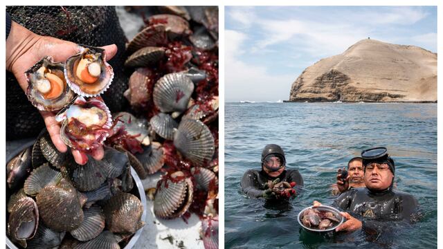 Los marisqueros chalacos que promueven el cuidado del ambiente desde las profundidades del mar 