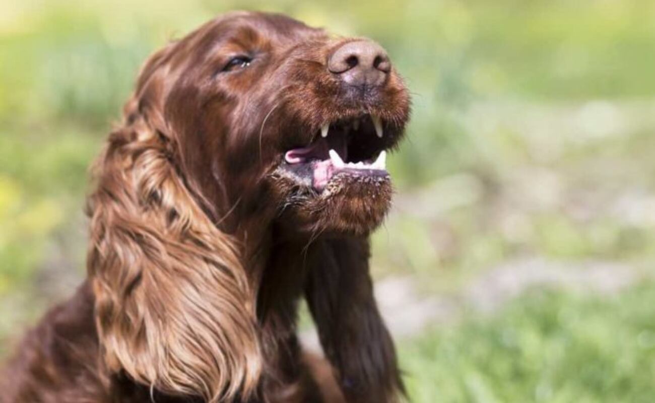 El estornudo inverso ocurre principalmente en perros y, con mucha menos frecuencia, en gatos.