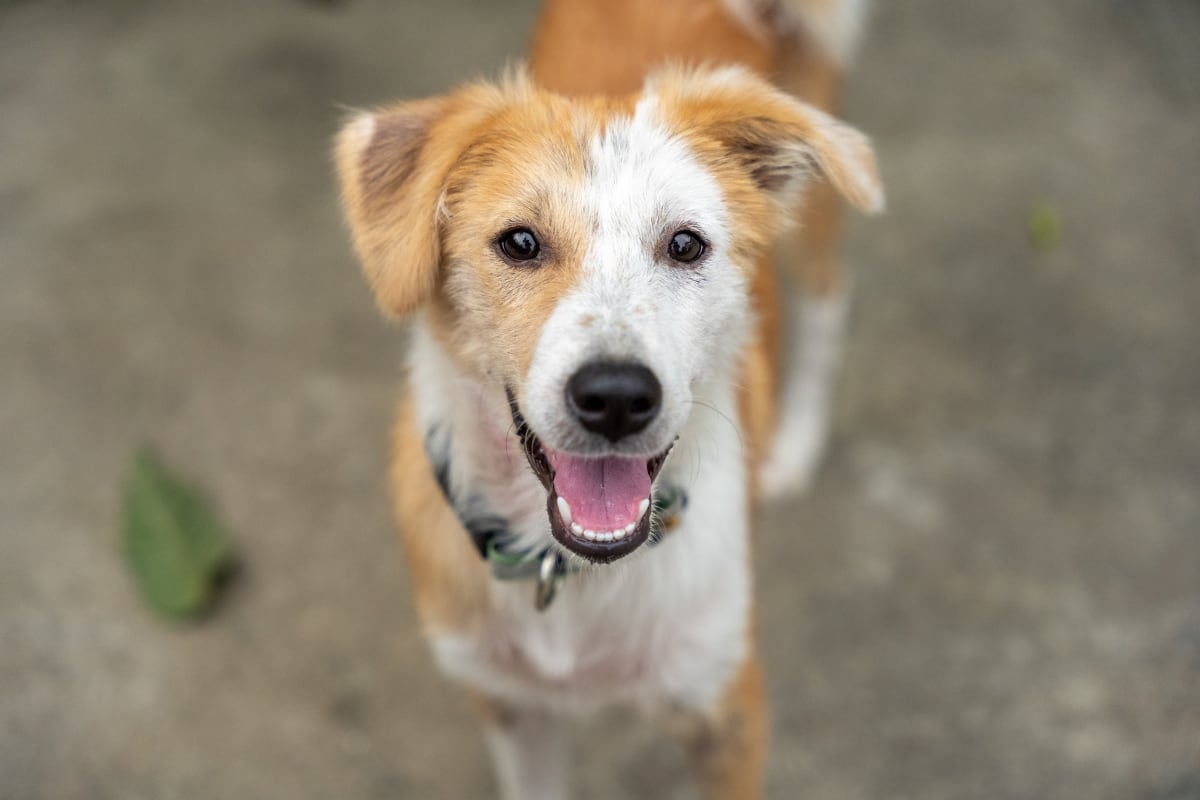 Trucos caseros | Aprende a elaborar un repelente natural para que las moscas no se acerquen a los perros. (Foto: Pexels/Pragyan Bezbaruah).