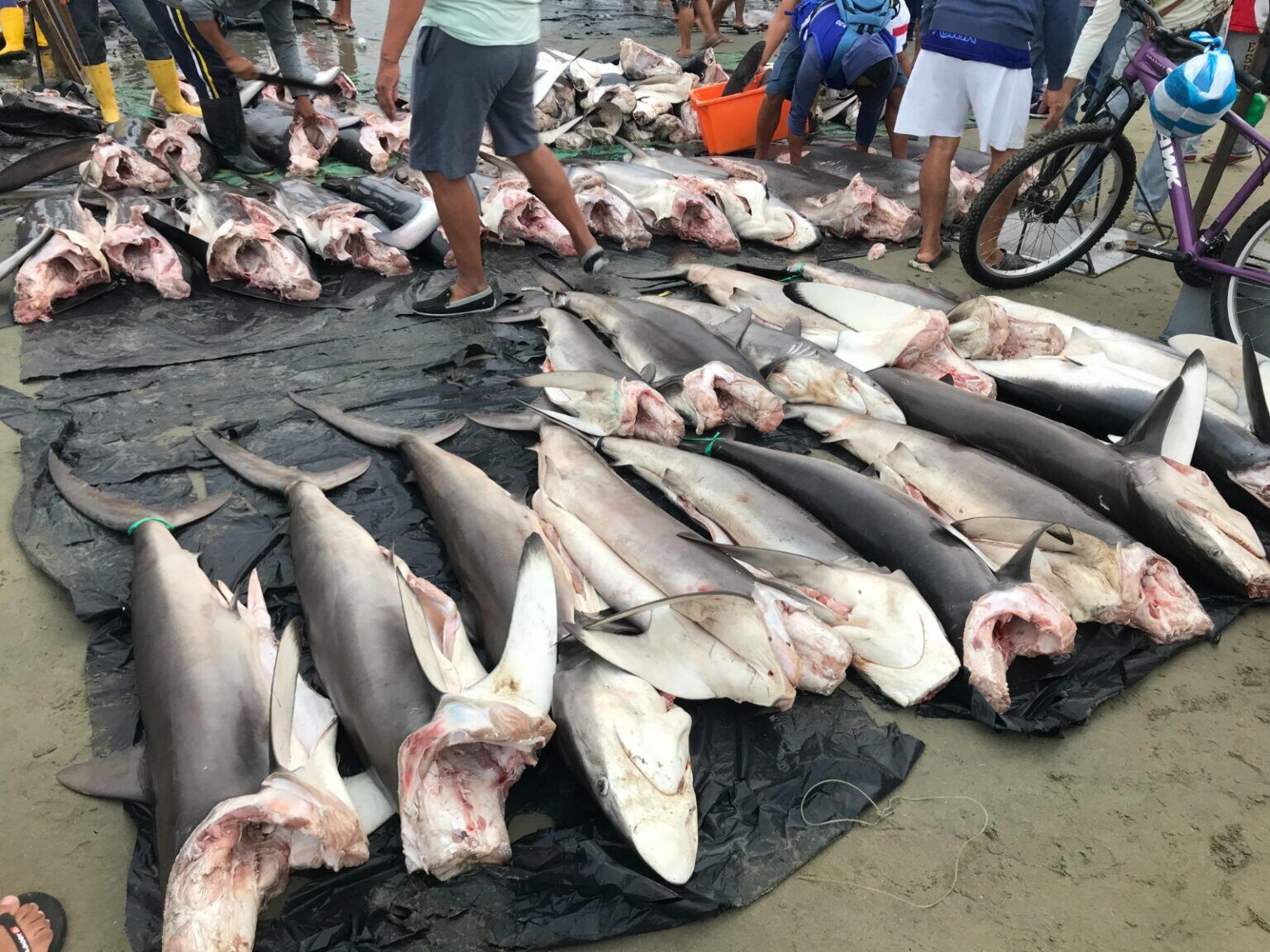 Tiburones desembarcados en Manta en 2022. Foto: Franklin Vega.
