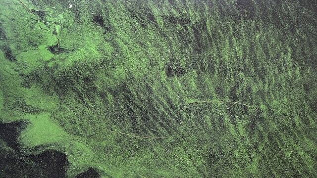 Las algas, un recurso renovable pero vulnerable, por Tomás Unger