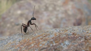 Las hormigas podrían usarse para detectar las células cancerígenas humanas