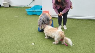 La mujer de Florida que se reunió con su perro 10 años después de que se perdiera