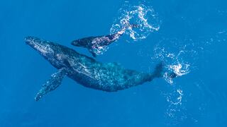 Día Mundial de las Ballenas: dónde verlas en Perú