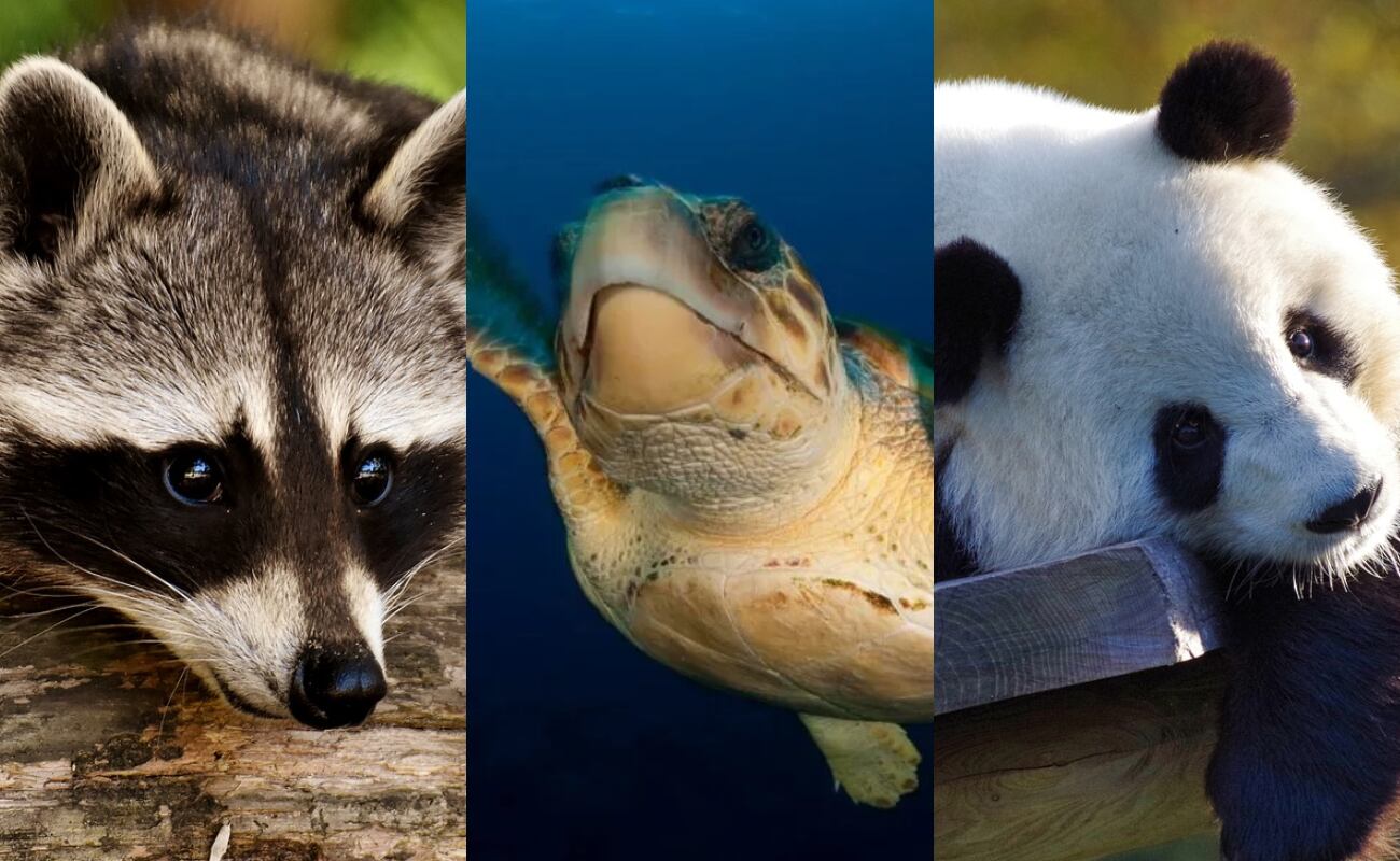 ¿Por qué el Día mundial de los animales se celebra el 4 de octubre? | Foto: Composición EC
