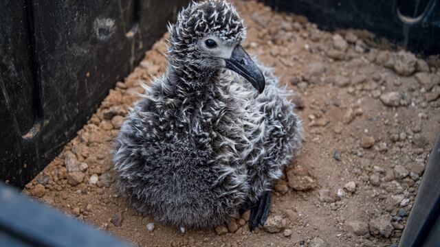 México: la historia de los albatros que adoptaron polluelos de otra especie para salvarlos