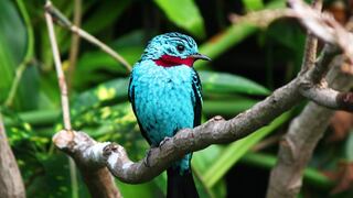 Perú es el mejor destino del mundo para la observación de aves