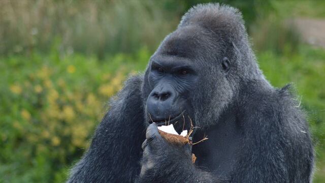 Duerme en el zoológico de Bristol y toma desayuno con gorilas