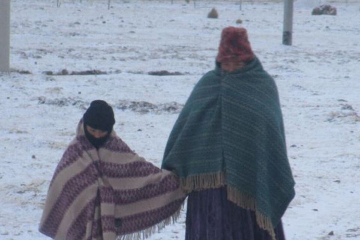 Las heladas afectan la salud del ganado, especialmente en regiones altoandinas como Puno. (Foto: Andina)