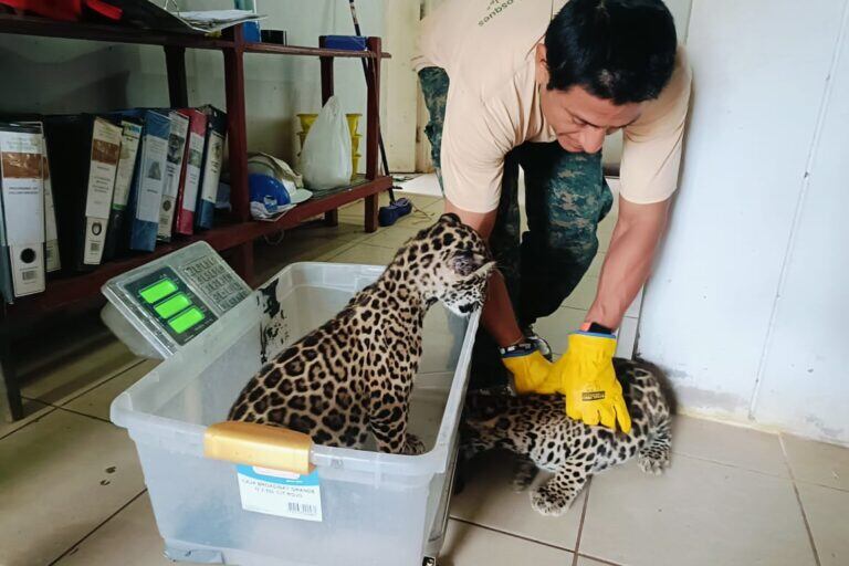 Los dos cachorros de jaguar son cuidados por el personal de la Gerencia Forestal y de Fauna Silvestre de Ucayali hasta que sean trasladados al zoológico de la zona. Foto: Gobierno Regional de Ucayali