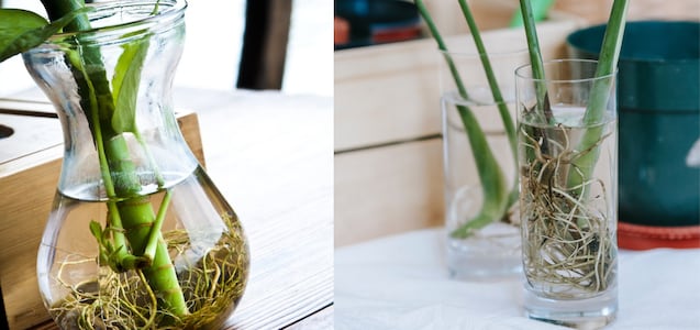 Cómo limpiar las raíces de tus plantas que crecen en agua