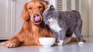 El gasto mensual de tus mascotas que no habías calculado y por qué seguirá aumentando este año