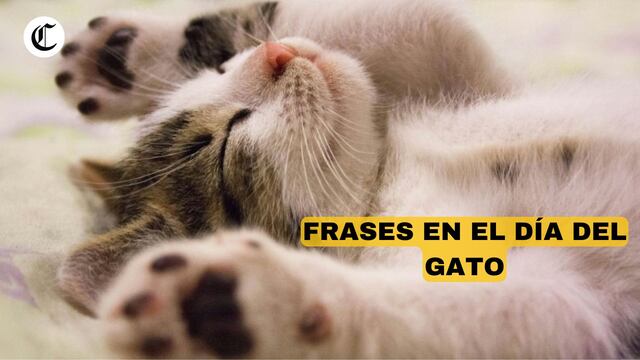 Las mejores frases en el Día del Gato: mensajes graciosos y originales para compartir este 20 de febrero