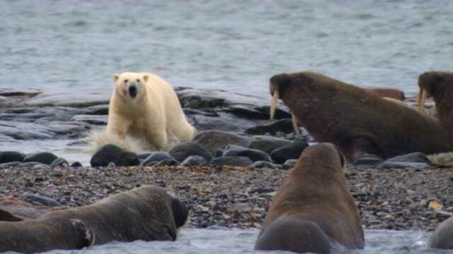 Una misión para salvar a las morsas y osos polares del ártico ruso