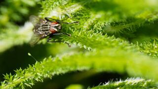 Dile adiós a las moscas: trucos caseros para eliminarlas sin usar insecticida