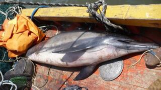 Hallan delfines muertos en embarcación pesquera