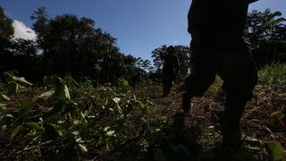 Loreto: declaran en emergencia 2 distritos para erradicar coca