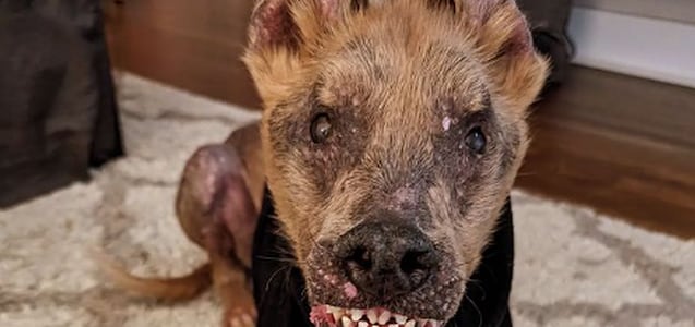 ‘Chupey’, el perro rescatado con una rara mezcla de 6 razas que tiene miles de seguidores