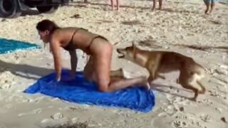 El triste final del dingo que fue captado atacando a una turista en playa de Australia
