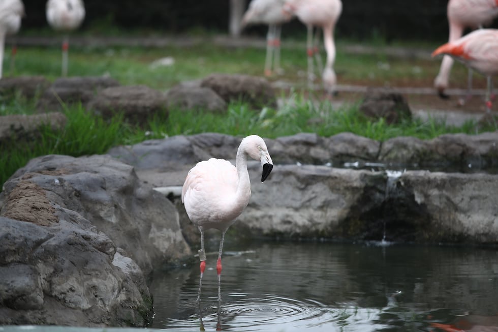 El equipo también está trabajando en el drenaje del agua, muy importante para el hábitat de algunos animales, como los flamencos (foto: Jorge Cerdán).