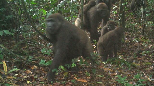 Cámaras trampa registran por primera vez a una especie de gorila que se creía extinta