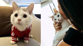 Panchini, el gatito discapacitado que inspira una iniciativa solidaria desde Instagram