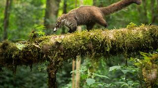 ¿Las heces del coatí mejoran la calidad del grano de café? 