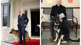 Joe Biden y la historia del primer perro rescatado que vivirá en la Casa Blanca