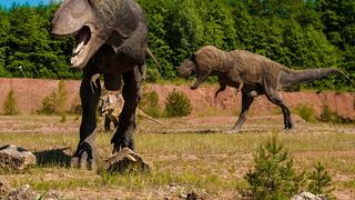 El Tiranosaurio rex caminaba a la misma velocidad que los humanos