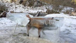 [BBC] Impactante foto de un zorro dentro de un bloque de hielo