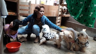 La rescatista de perros que llegó hasta los tribunales [VIDEO]